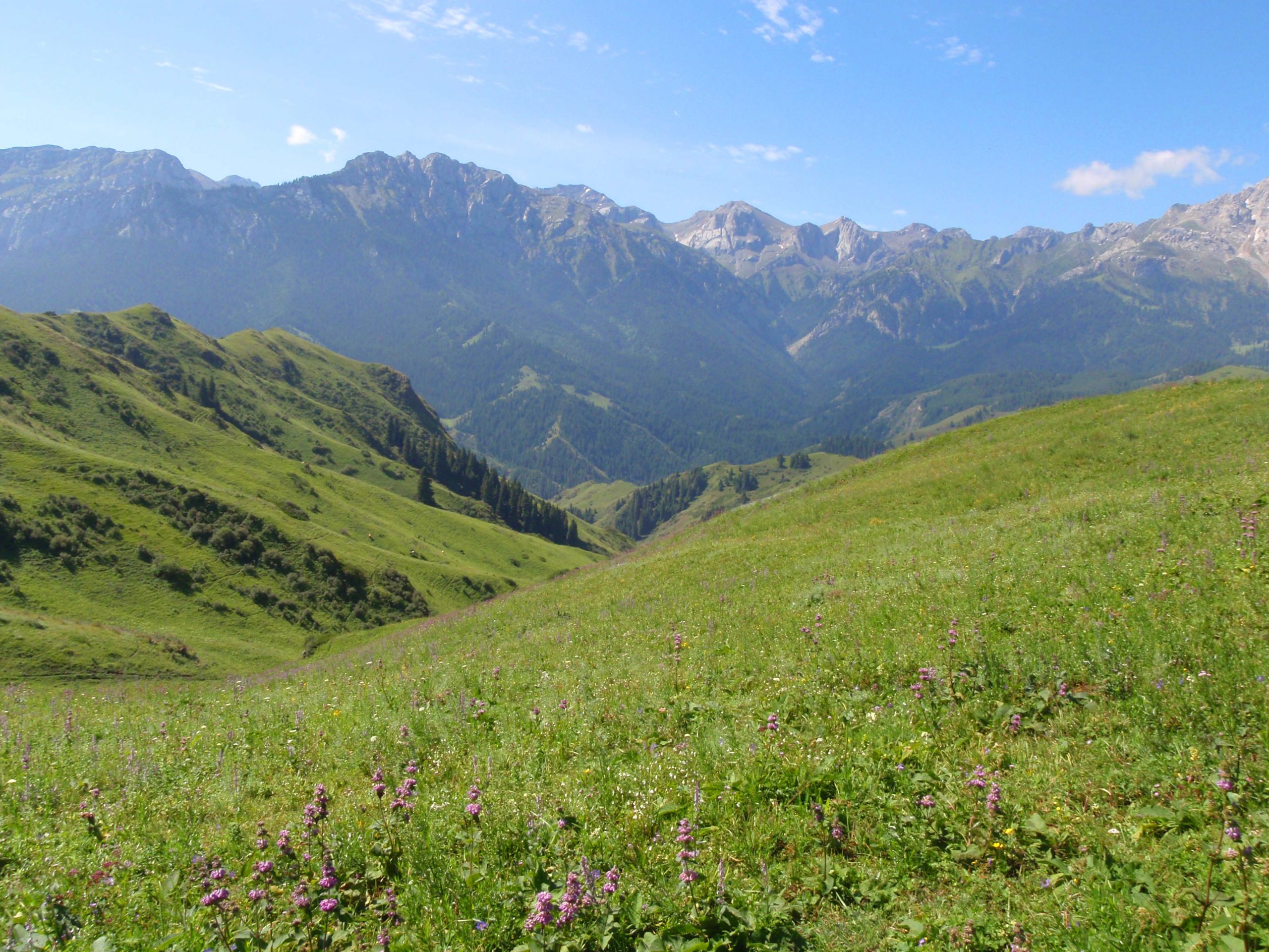 Searching for Mertensia through the Mountains of China