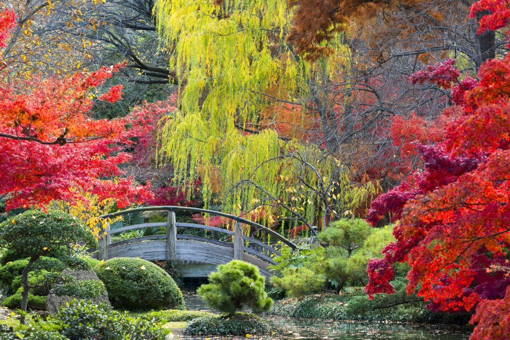 Moon Bridge at the Japanese Garden