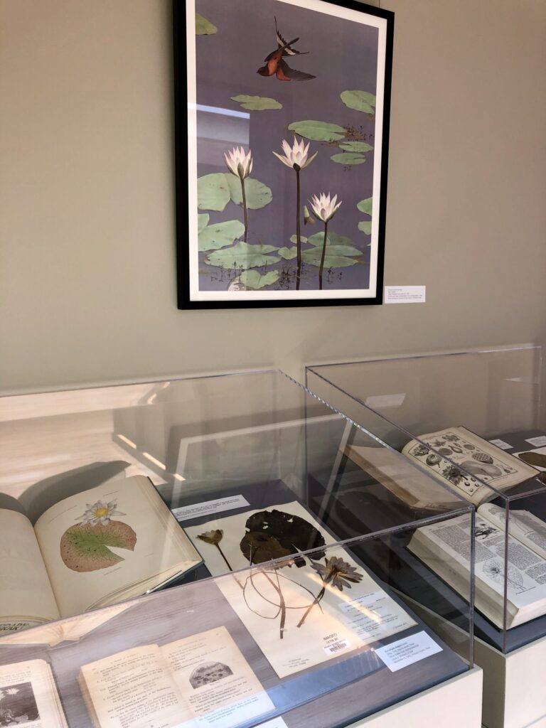 Library Exhibition: Among the Birds and Flora of Texas