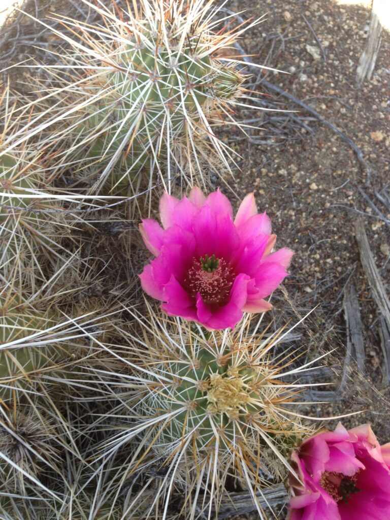 Generating field guides in Baja California, Part 1