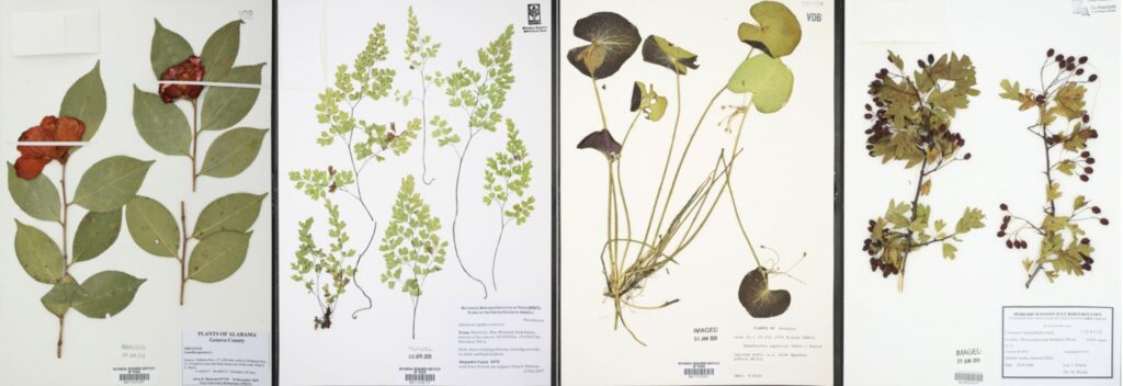 Collecting Collections; Tiana F. Rehman, BRIT Herbarium