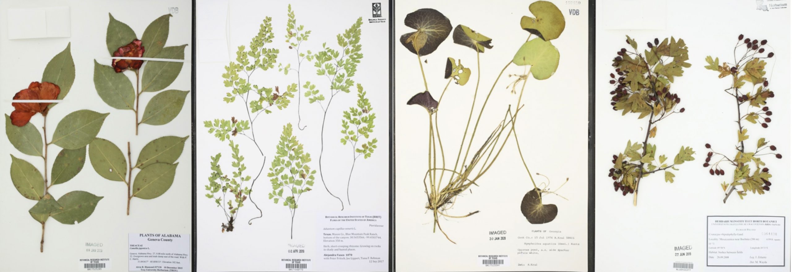 Additions to Index Herbariorum (Herbaria), Edition 8�Fourteenth