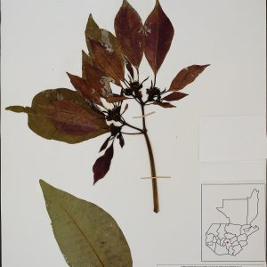 Wild poinsettia specimen from BRIT Herbarium