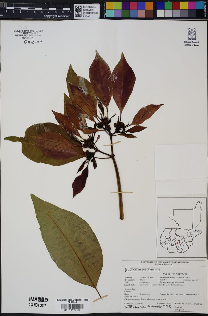 Wild poinsettia specimen from BRIT Herbarium