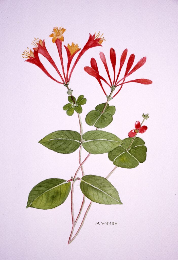 painting of coral honeysuckle by Marie Wesby