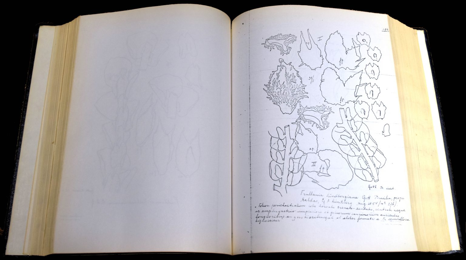 John Atwood: The Bryophytes Of The Missouri Botanical Garden Herbarium ...