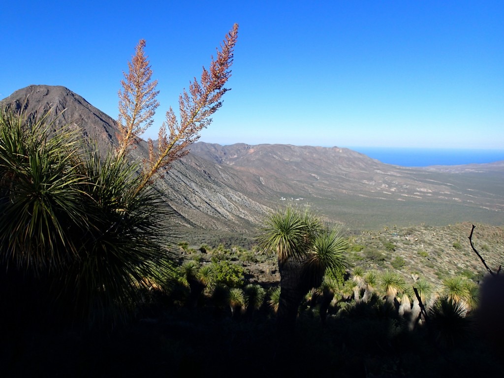 A Month in the Field in Baja California Sur: Part I