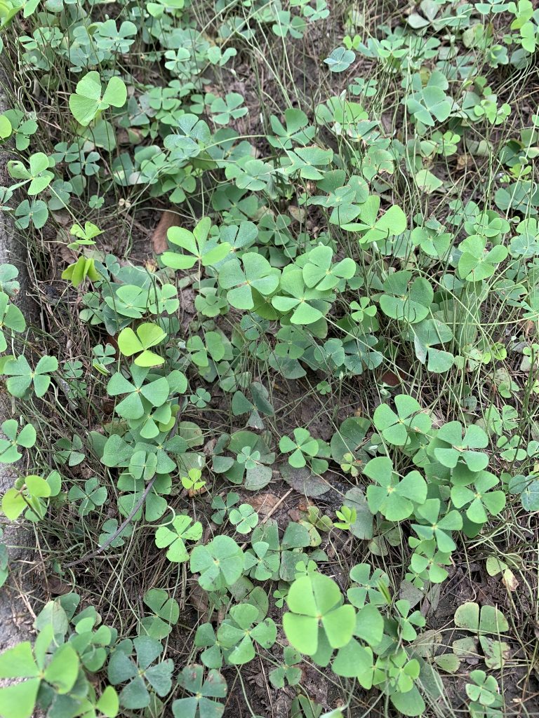 Will the real four-leaf clover please stand up?! - Fort Worth Botanic Garden