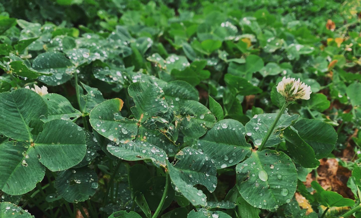 Are four leaf clovers even real? If so, where could you find them in your  backyard? - Quora