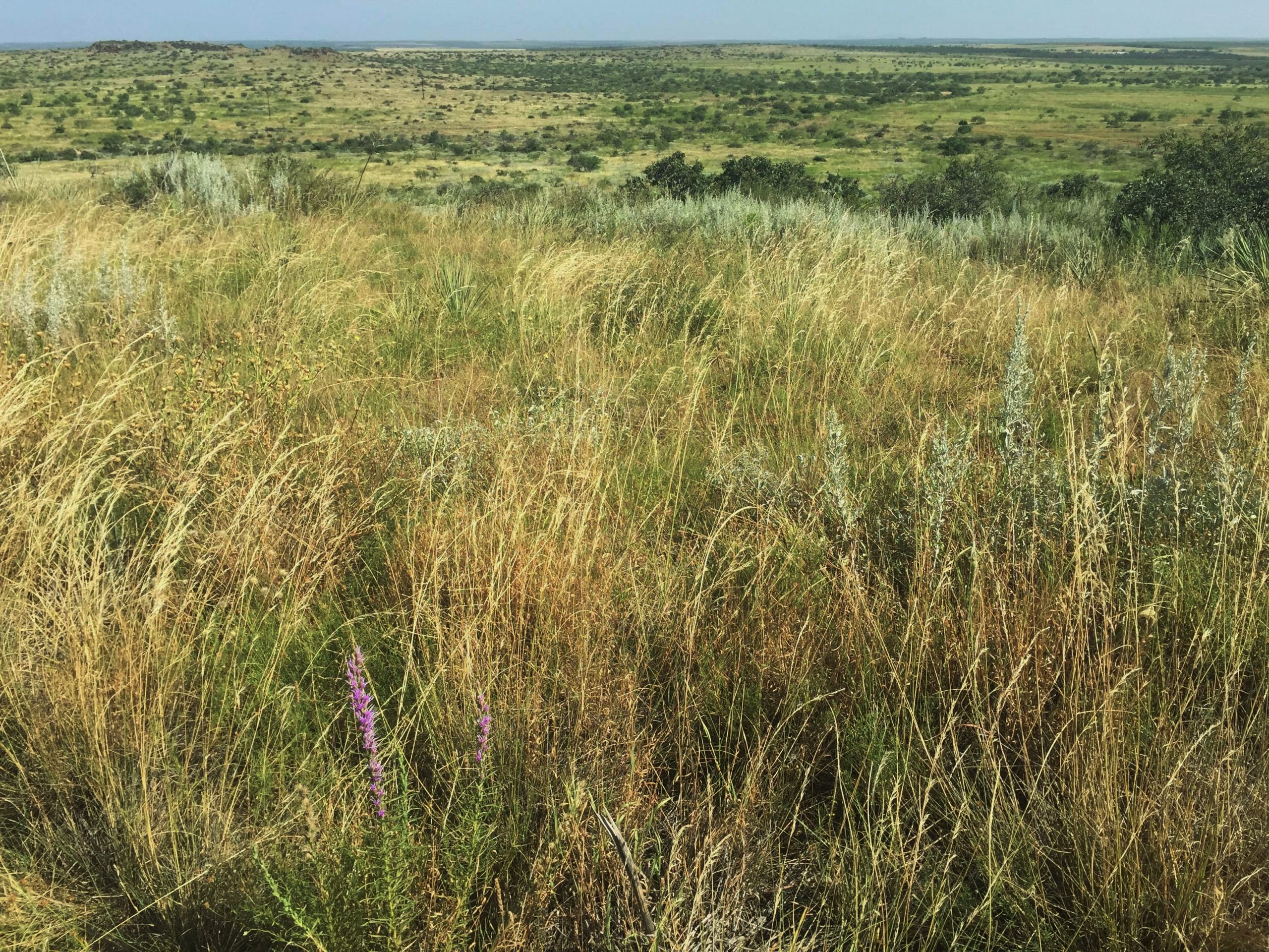 Pondering Poaceae Across Texas