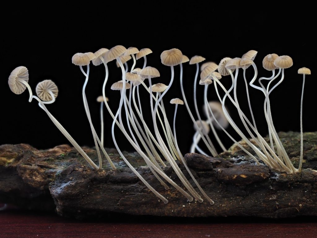 20 thin ghostly pale mushrooms with thin stalks and small beige caps grow from a piece of bark