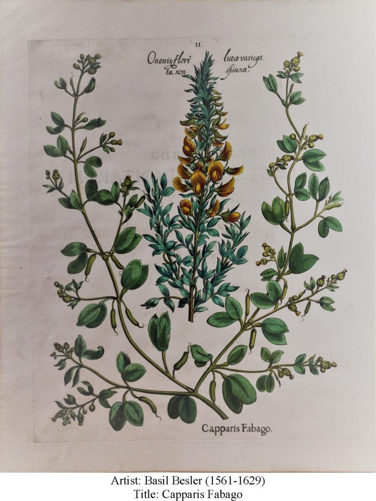 Colored illustration of Capparis fabago by Basil Besler, published 1613. The plant depicted has a pyramidal spike of yellow-gold flowers, with more mature open flowers at the base of the spike and younger unopened buds at the apex of the spike. There are pea-pod-type fruits at varying stages of maturity elsewhere on the plant. The deep green leaflets on the compound leaves are small and rounded to elliptic. There are no tendrils.