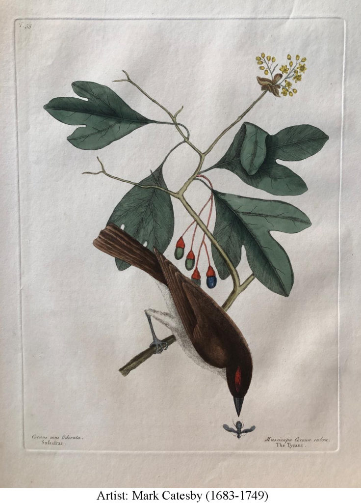 Illustration of Sassafras with bird and insect by Mark Catesby, published 1754.  A colored drawing of a bird peering at a flying insect while perched on a twig. The sassafras leaves are green with three lobes. The flowers are small, yellow, and star-like with 6 petals. The pendulous fruit are greenish-blue with a red cup-like base where they attach to the fruit stalk. The bird has brown head, back, and wings and light underparts. It has a black bill and gray legs and a red eyebrow. The insect is blue-gray, with one set of dark gray wings. It appears fly-like.