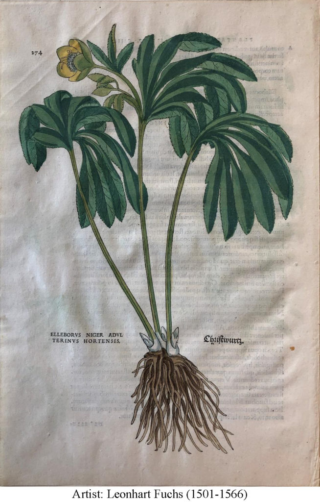 An illustration by Leonhart Fuchs, born 1501, died 1566. The image is a color scan of a page from a book. The printing on the reverse side of the page can be seen coming through to the right side. The illustration is of a Hellebore plant, with green, palmate, basal leaves and a yellow cup-shaped flower. At the base of the plant you can see whitish new growth and thick, succulent, dark-colored roots.