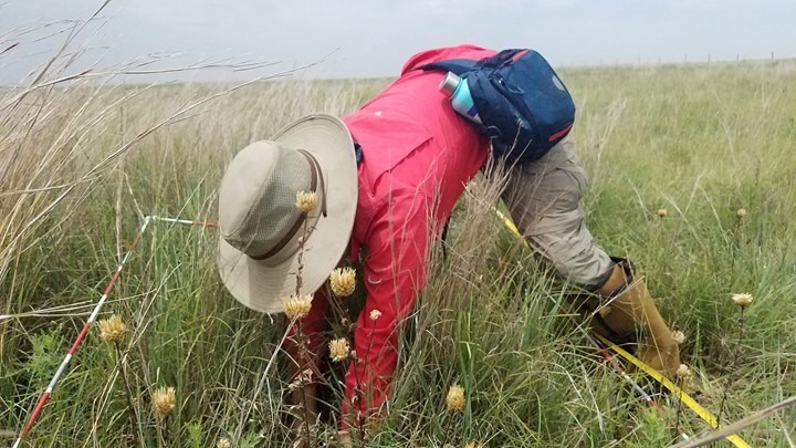 A person in a wide brimmed hat, red long sleeve shirt, long pants, and tall boots is alone in a prairie. They are bent over, reaching their hands into the grasses and wildflowers, presumably examining something close to the ground. A bag or pack is around their waist. A photo of a field botanist at work outside in a beautiful grassland prairie.