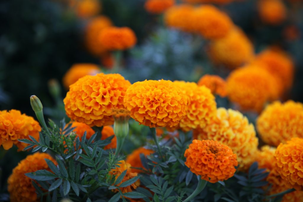 Bright orange and yellow marigolds
