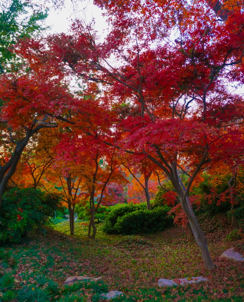 Glowing red and orange maple trees in the Japanese Garden in autumn