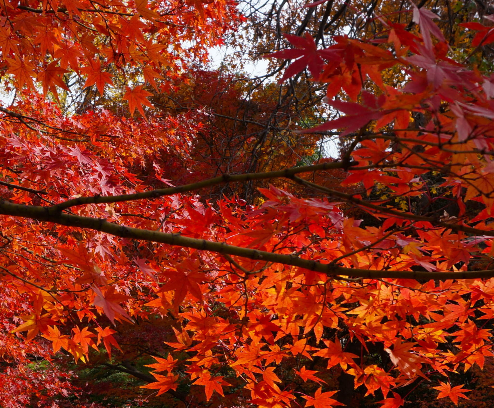 Red Maple trees in the Japanese Garden