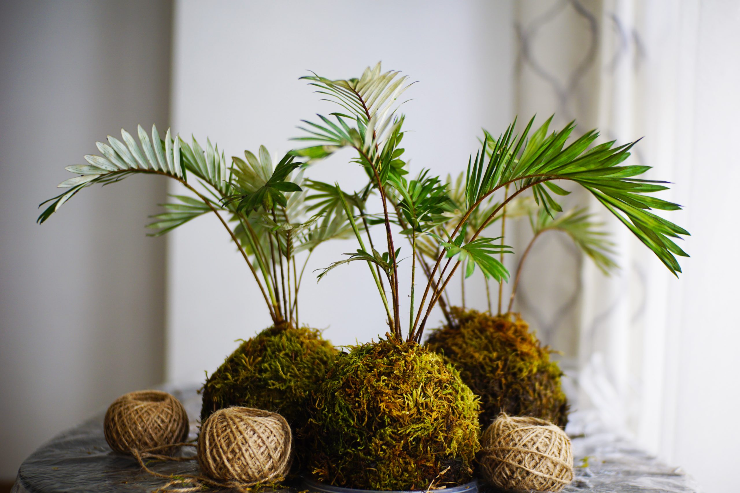 Create Traditional Japanese Kokedama to Explore the Concept of