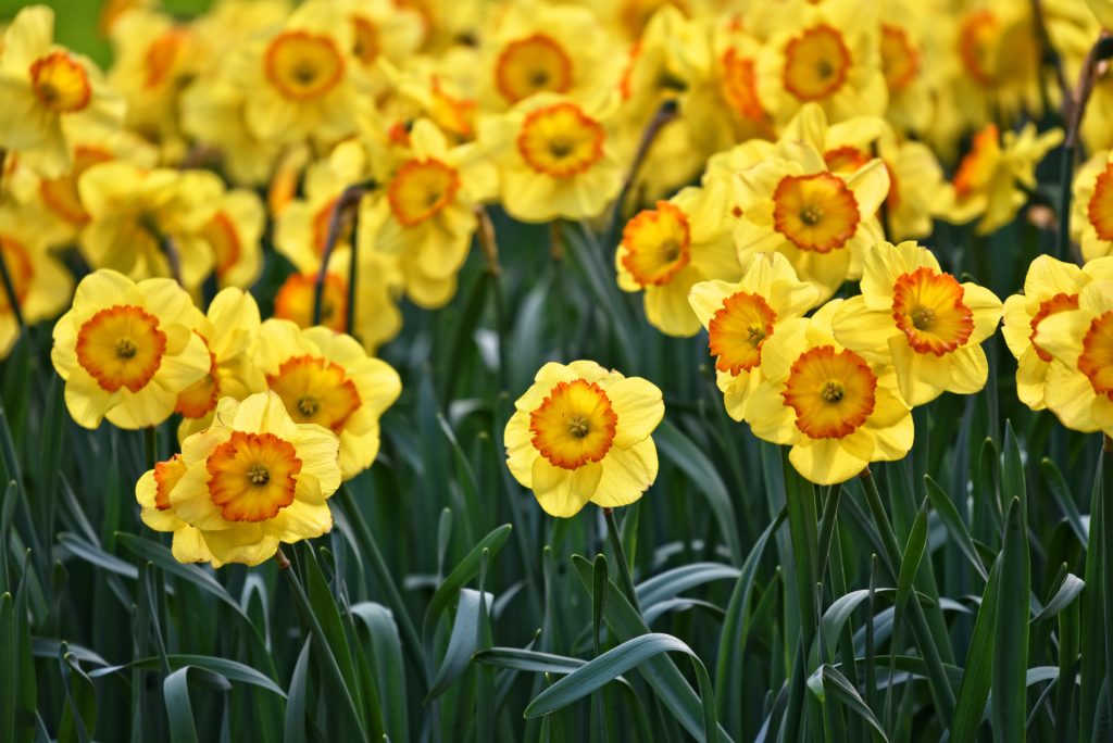 Bright yellow-gold tulips against green stalks