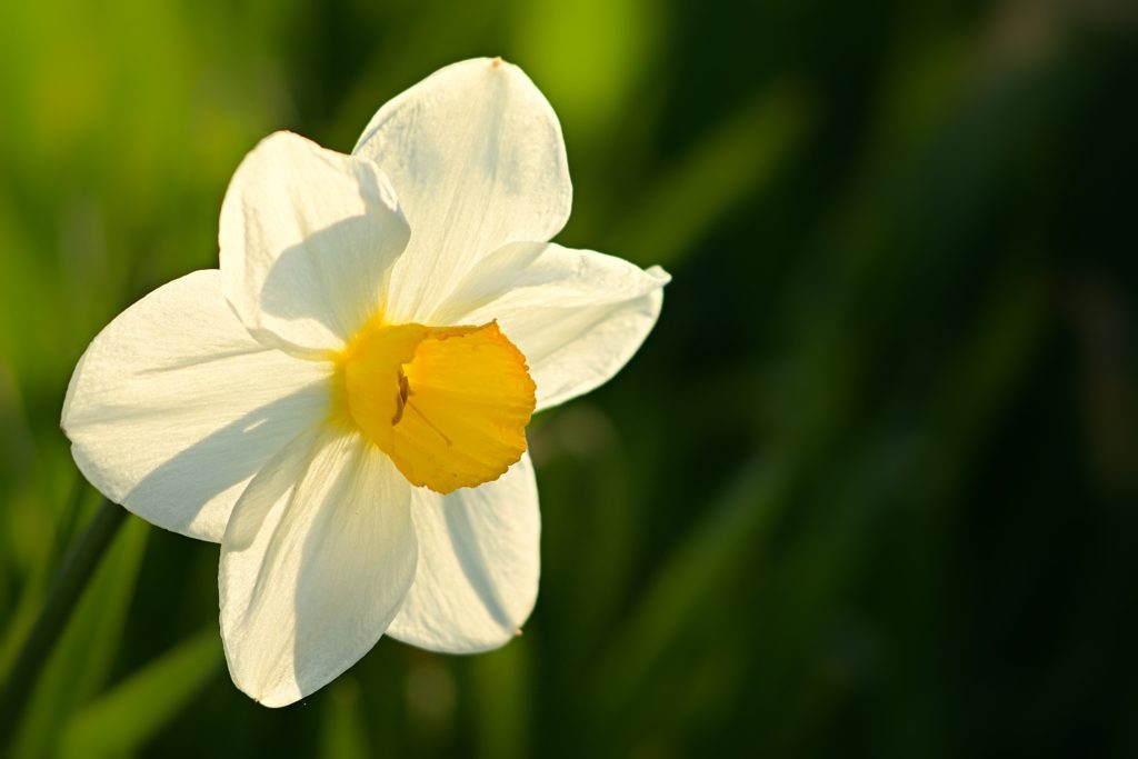White and yellow daffodil close up