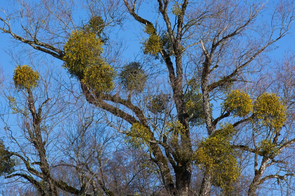 Green clumps of mistletoe stand out against the bare limbs of this tree in winter.