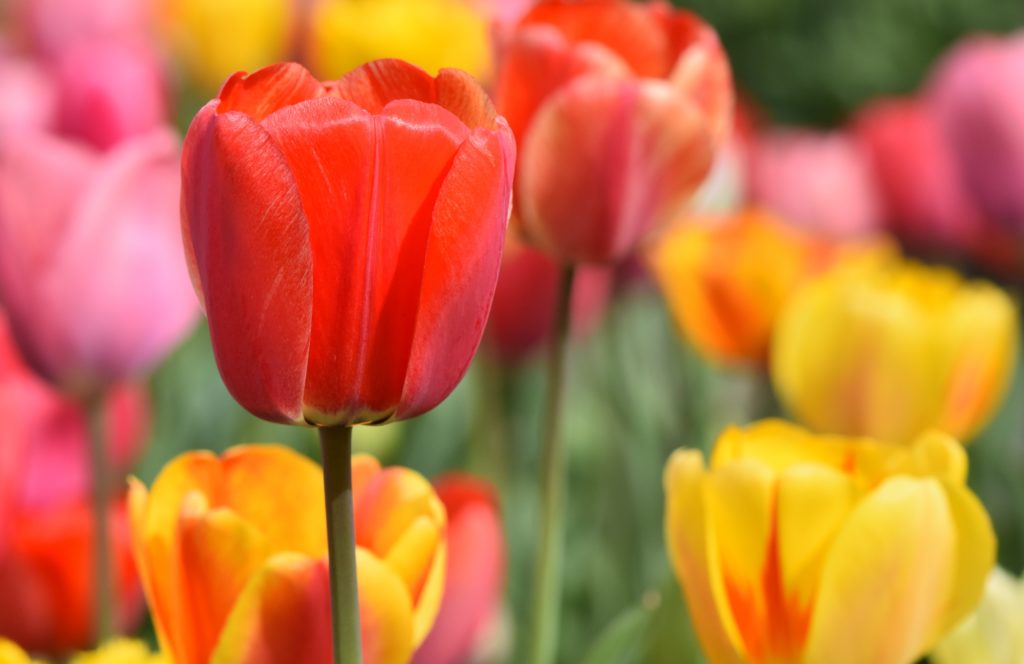 Red, yellow pink tulips in full bloom