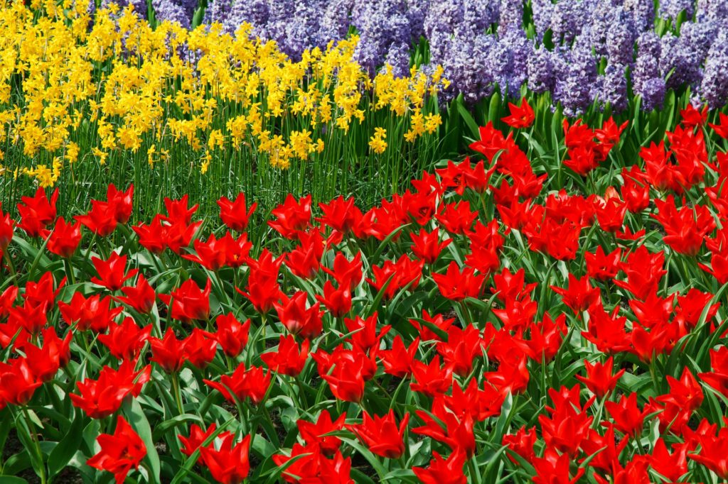 Red tulips, yellow daffodils and purple bluebells glow with color