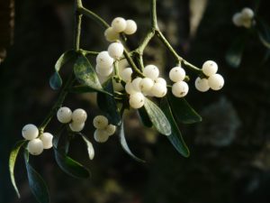 White mistletoe berries against green leaves