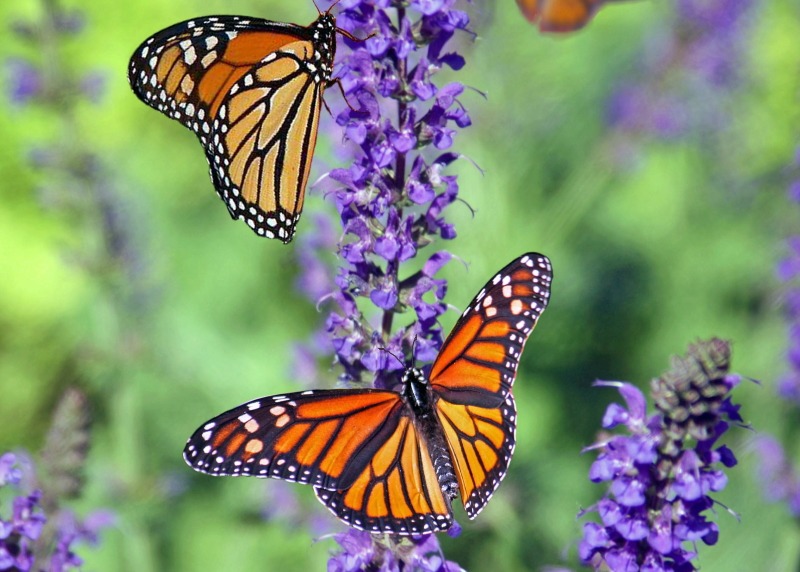 Monarch butterflies rest on purple flowers