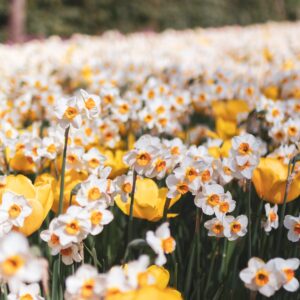 White daffodils and yellow tulips fill a field