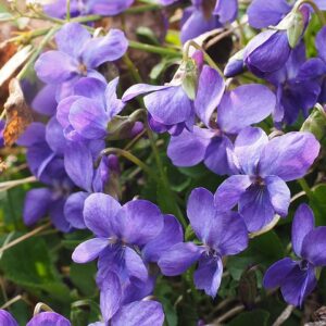 Viola odorata (sweet violet)