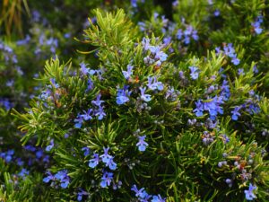 Rosemary plant blooming with small purple-blue blossoms