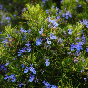 Rosemary plant blooming with small purple-blue blossoms