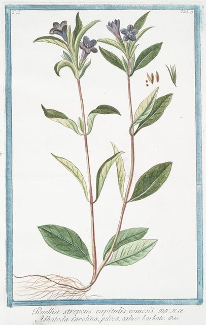 Ruellia strepens, from the "Hortus Romanus juxta systems Tournefortianum paulo", 1772-1793