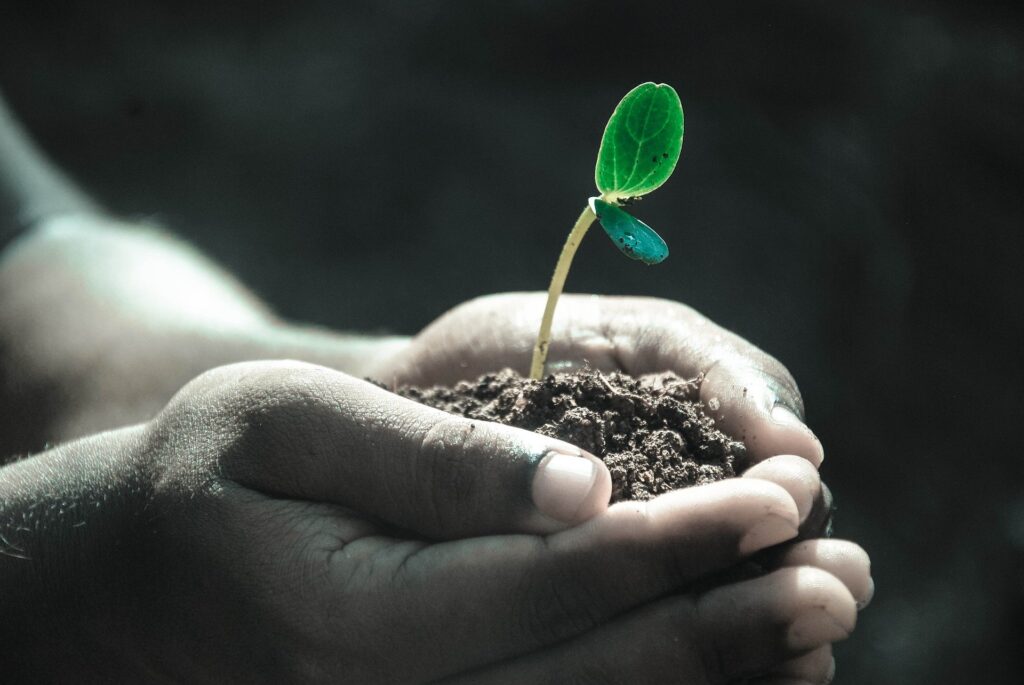 Hands holding soil and a small seedling