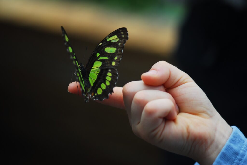 Green and black butterfly resting on a child's finger