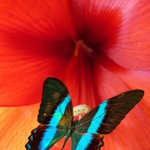 Black and blue butterfly on bright red flower