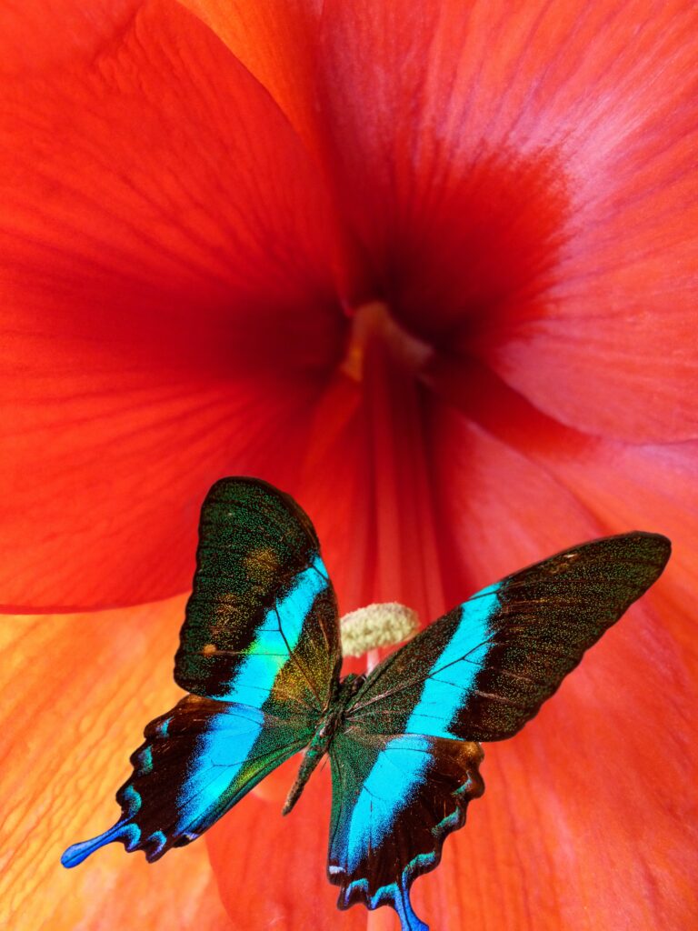 A blue and black butterfly sits inside a bright red flower