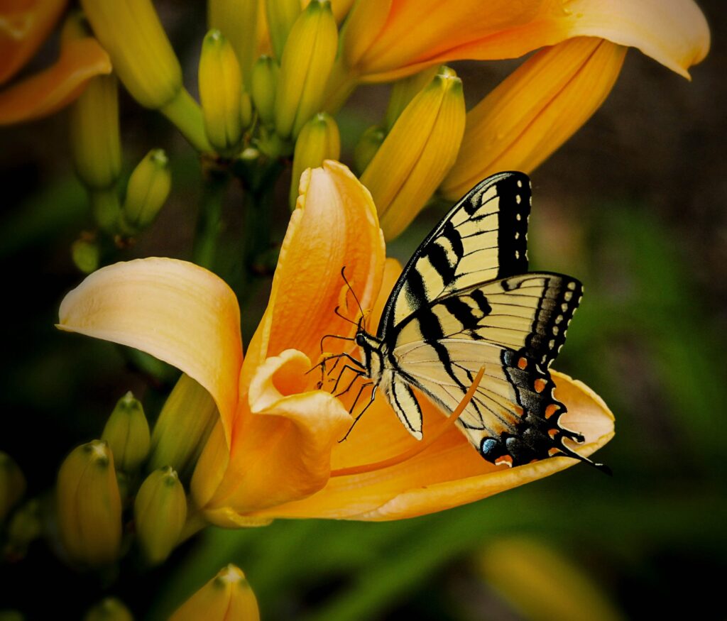 A yellow and black butterfly draws nectar from an orange flower.