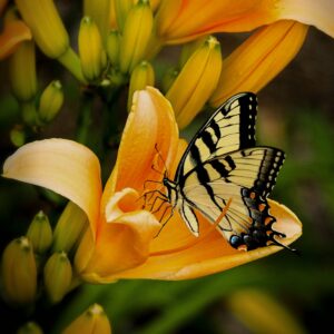 Butterfly sipping from an orange flower