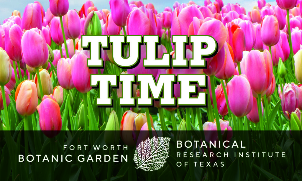 Tulip Time heading