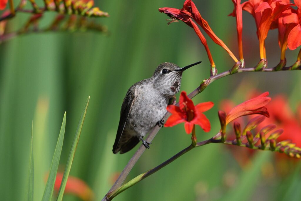 A brown hummingbird sits on a branch of plant with bright red flowers.