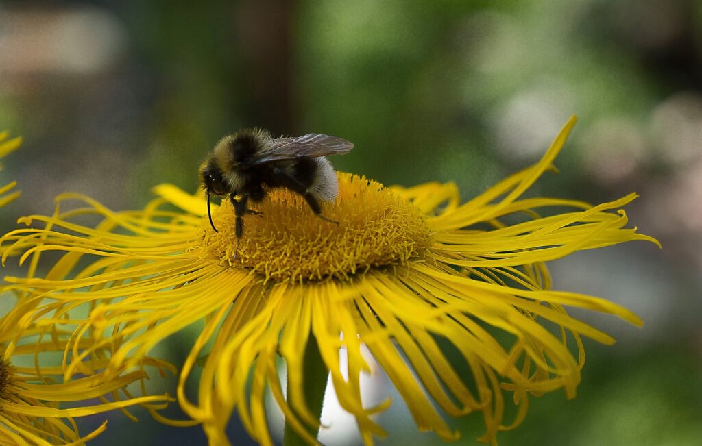 A bee sips nectar from a bright yellow flower