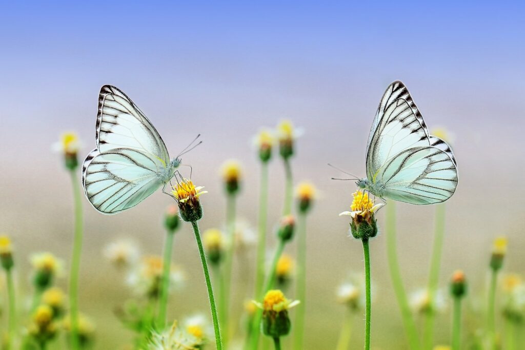 Two pale butterflies gather nectar from yellow flowers