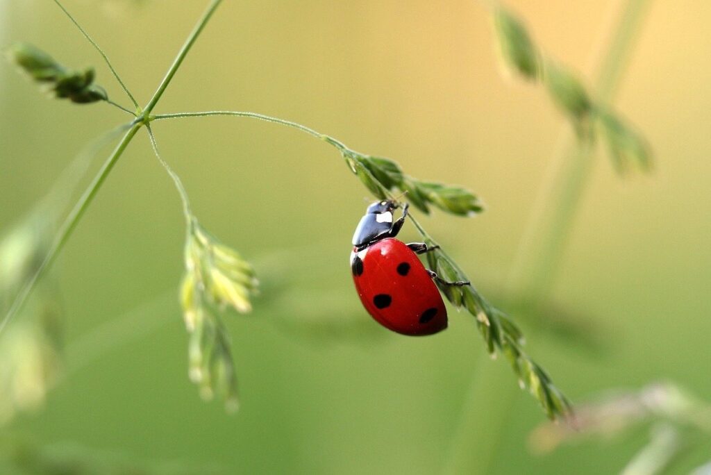 Red ladybug on a green blade of grass