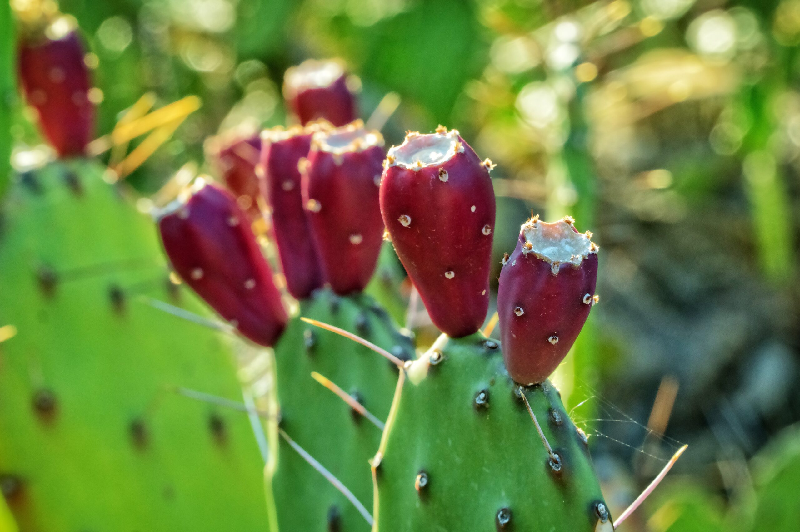 Prickly pear cactus fruits