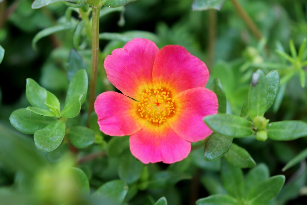 Pink and yellow purslane flower against background of leaves