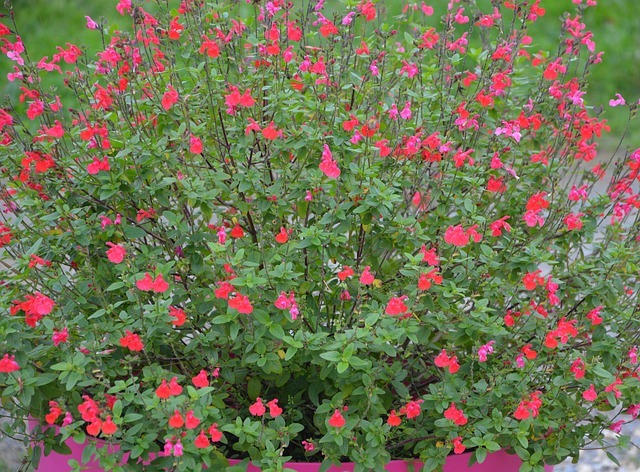 Autumn sage (salvia greggii) is a Texas native with bright red flowers on a rounded green shrub.
