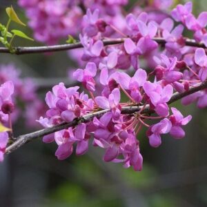 Purple flowers cover the branch of a redbud tree